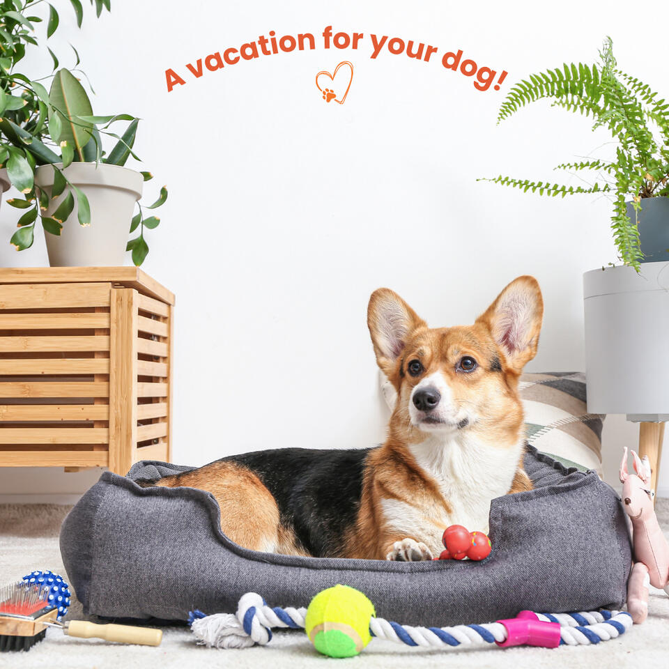 Tempe, AZ dog boarding and daycare in a home environment—corgi enjoying stress-free rest during stay.